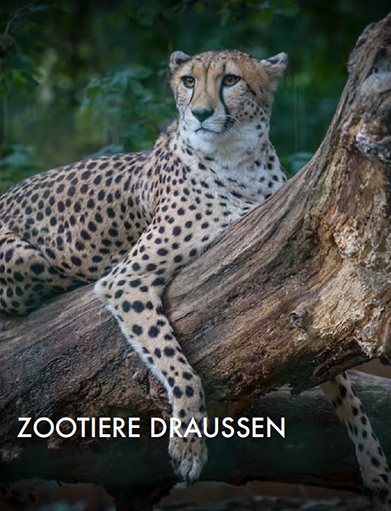 zoodraussen